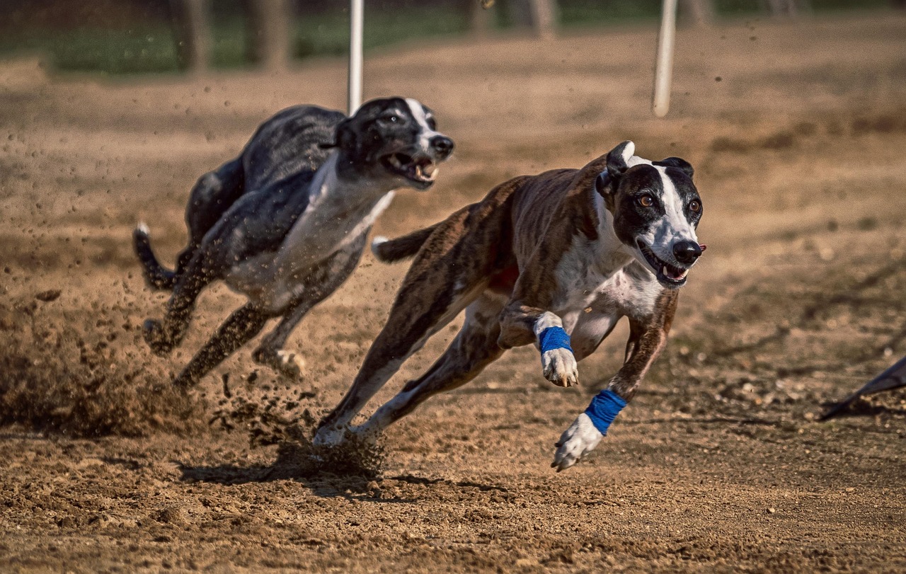 dog, dog racing, greyhounds, animal, run, sports, dog sport, racecourse, rabbit hunting, to hunt, running, greyhound racing, pet, dog run, action